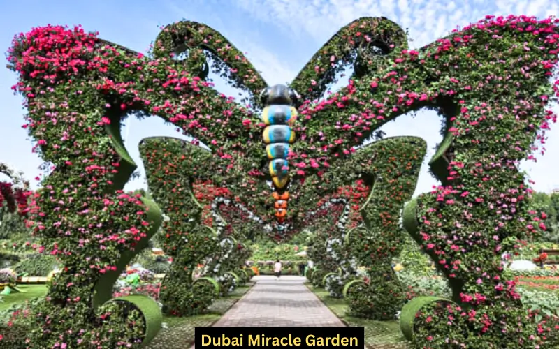 miracle garden