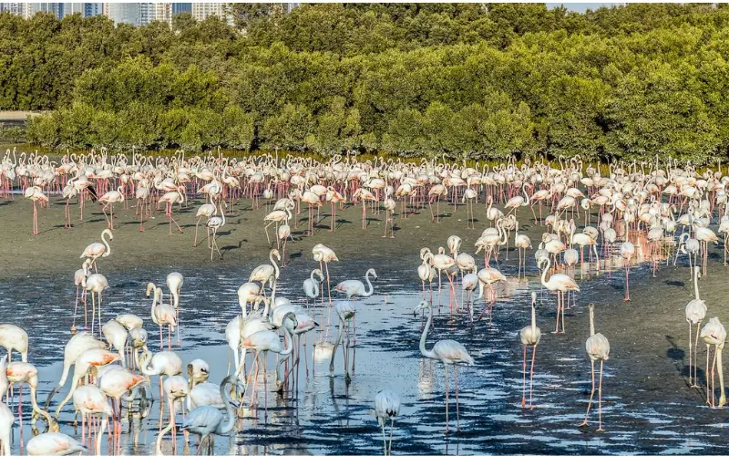 Ras Al Khor Wildlife Sanctuary