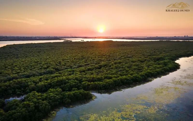 Kayaking Through Mangroves