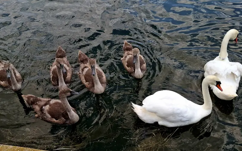 Wildlife Photography
