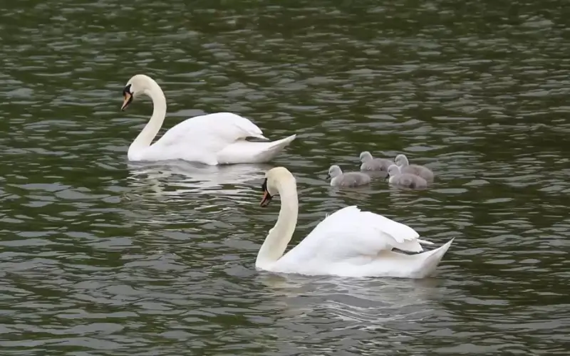 Al Qudra Duck and Swan Lake Dubai