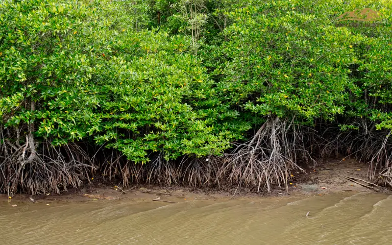 Dense Mangrove Forests