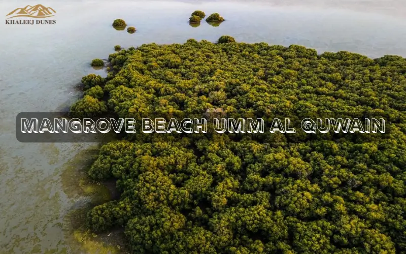 Mangrove Beach Umm Al Quwain  | Eco Tourism, Activities, Travel & Location (2026)
