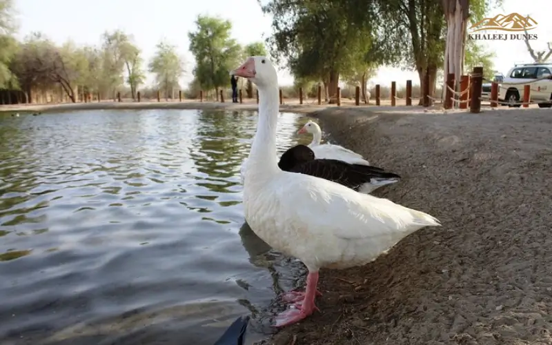 Bird Species at Al Qudra