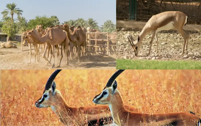 deer and camel