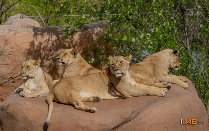lion