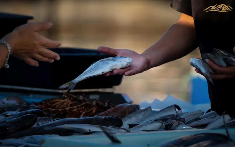 Mackerel