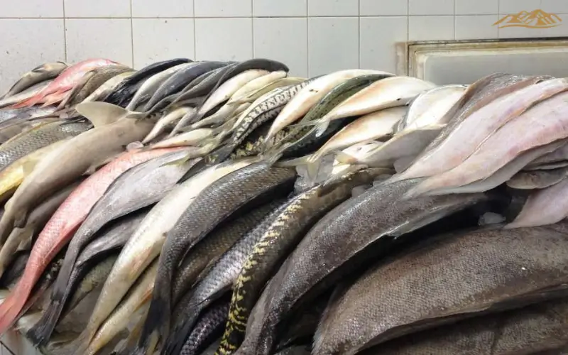 Types of fishes